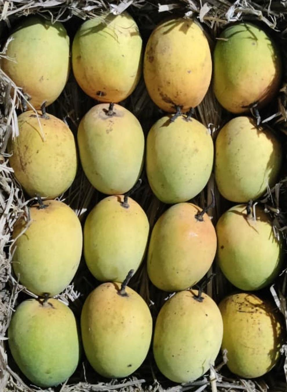 Mangos