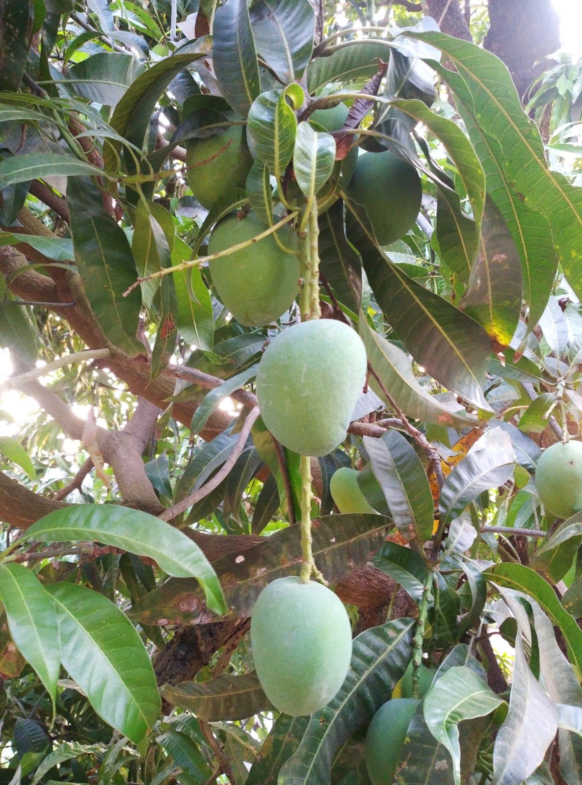 Mangos